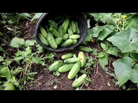 Видео: Огороды Г.Ф. распопова, августовская съёмка хозяина.