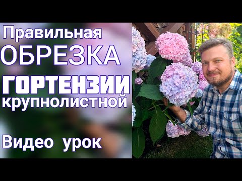 Видео: Как ОБРЕЗАТЬ ГОРТЕНЗИЮ чтобы она  ЗАЦВЕЛА роскошно .   #гортензиякрупнолистная  #обрезкагортензии