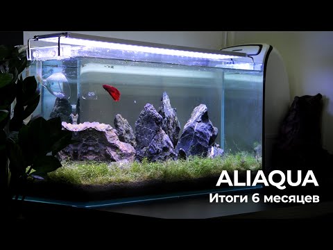 Видео: ALIAQUA: Итоги 6 месяцев. #Аквариум 44 литра на компонентах с Aliexpress.