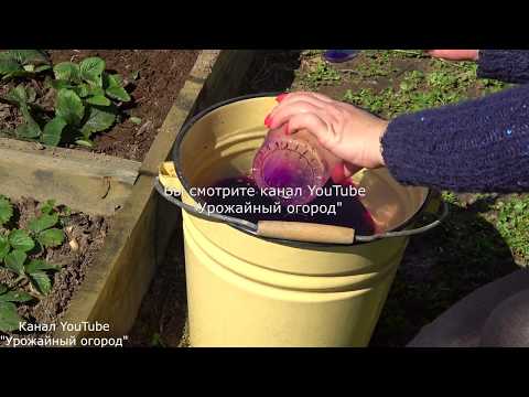 Видео: СРОЧНО ПОДКОРМИТЕ КЛУБНИКУ ЭТИМ СРЕДСТВОМ ВЕСНОЙ!В 3 РАЗА БОЛЬШЕ УРОЖАЙ!