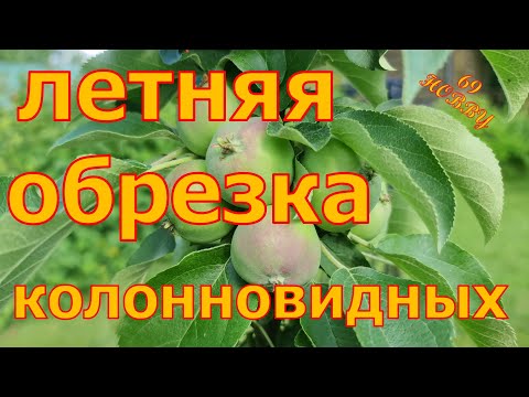 Видео: ЛЕТНЯЯ обрезка КОЛОННОВИДНЫХ яблонь! Просто и понятно!