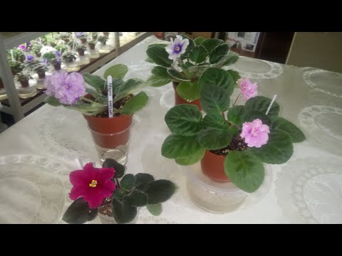Видео: Цветение деток и стартеров. Когда фиалка готова пышно завести?