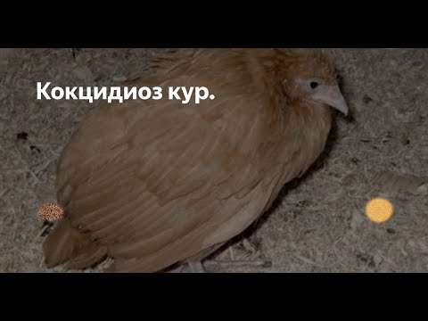 Видео: Болезни кур.  Эймериоз (кокцидиоз).