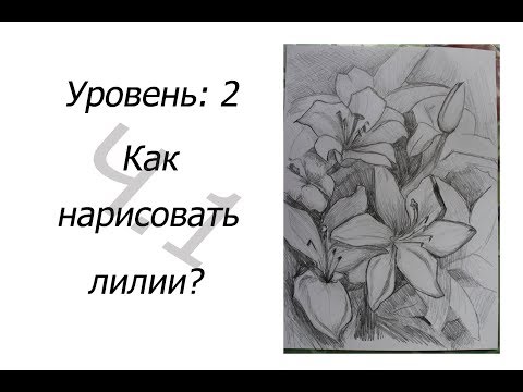 Видео: 2 уровень. Как НАРИСОВАТЬ ЛИЛИИ? 1 часть.