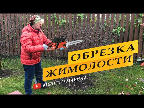 Видео: Обрезка жимолости осенью