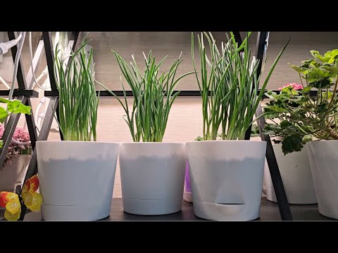 Видео: ЖАЛЕЮ, что так не выращивала ЛУК, крупный лук рассадным способом, дешево и сердито