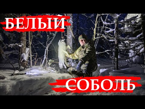 Видео: ОХОТА НА СОБОЛЯ Серия № 21 Добычливый капкан КП