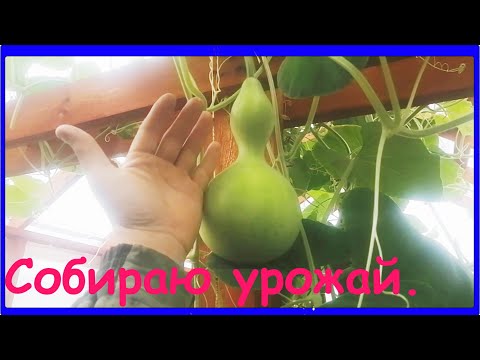 Видео: Обзор теплицы, собираю урожай лагенарии.