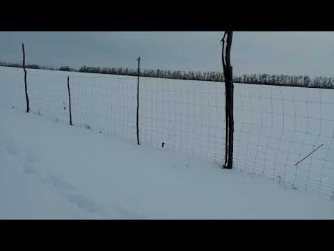 Видео: Шарнирная сетка-антизаяц. Как изловить грызуна-действенный метод.