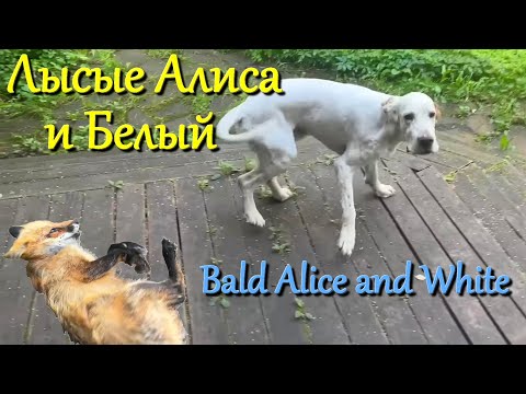 Видео: Алиса лиса. Похудевшие Алиса и Белый (Alice and White lost weight).