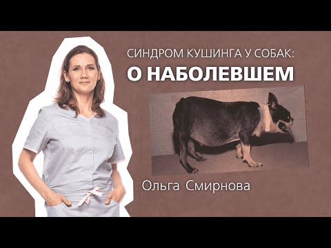 Видео: Синдром Кушинга: о наболевшем