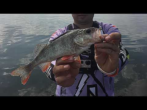 Видео: Проведали знакомые точки с напарником! Нижнекамское водохранилище.