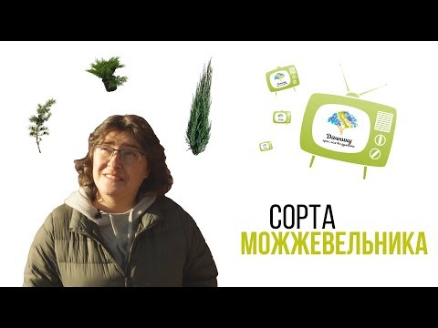 Видео: Виды и сорта можжевельника