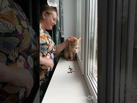 Видео: Обида.