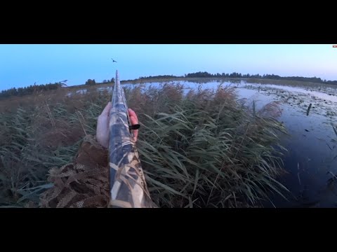 Видео: Охота на утку! Супер налеты.01.092023