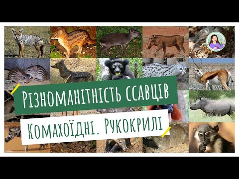 Видео: Різноманітність ссавців. Комахоїдні. Рукокрилі