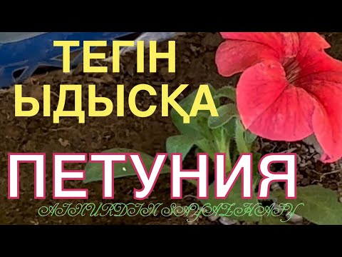 Видео: ПЕТУНИЯ ГҮЛІН ОТЫРҒЫЗУ. Ыдысты қолдан жасау  #петуния