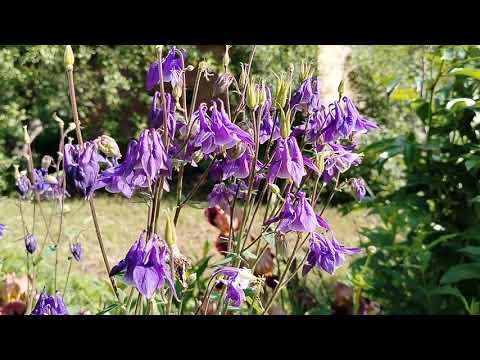 Видео: Аквилегия просто для настроения.