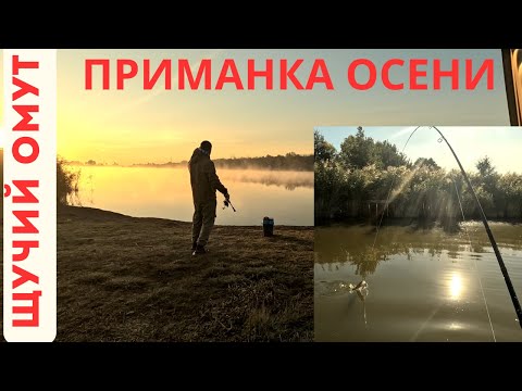 Видео: ПРИМАНКА ДЛЯ ЛОВЛИ СУДАКА ОСЕНЬЮ