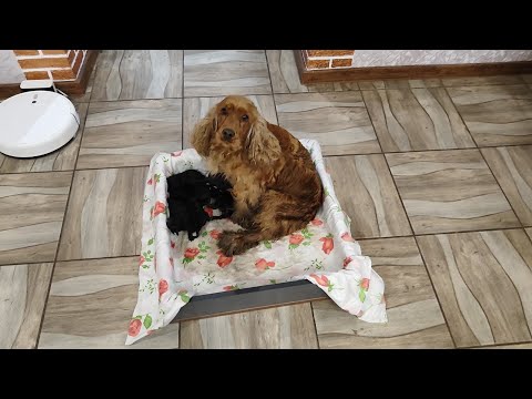 Видео: Айза родила семь кротов, выжило пятеро.