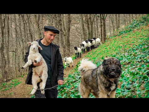 Видео: Миграционный путь с ягнятами в казармы ┃Документальный фильм