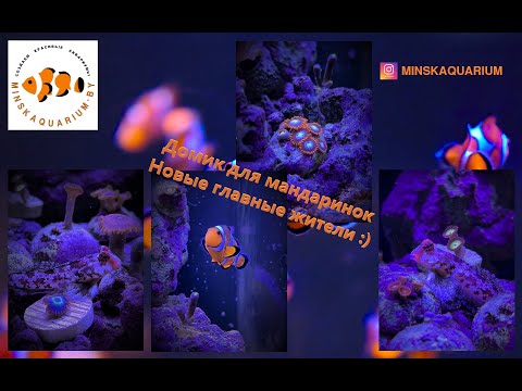 Видео: Мой морской аквариум. Рыбки мандаринки, кораллы и общее состояние.