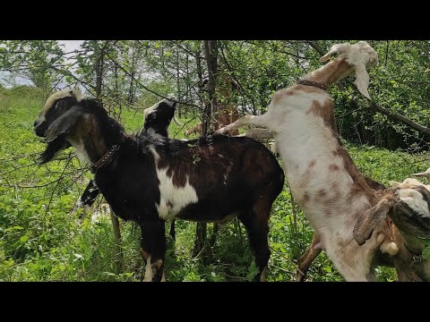 Видео: Туниса больше нет.Сразу про всё.Как резать взрослого козла.У козла вонючее мясо?
