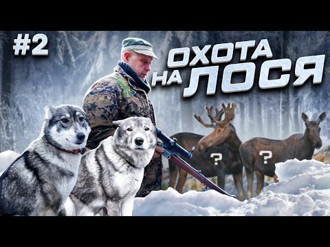 Видео: Добыл Лося с лайками. ч.2  Вторая попытка.