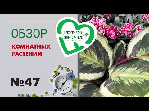 Видео: #47 Обзор комнатных растений | Пеперомии, суккуленты, филодендроны, кариотта, антуриумы, алоказии