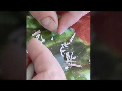 Видео: Микроскопия поперечного среза плода фенхеля