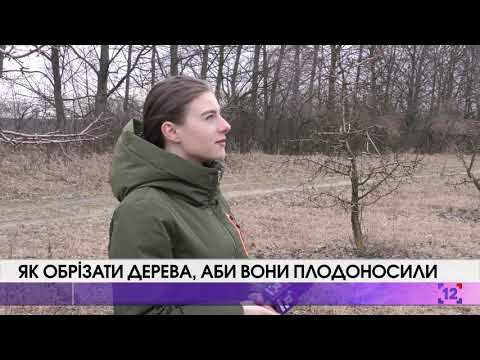 Видео: Як обрізати дерева, аби вони плодоносили