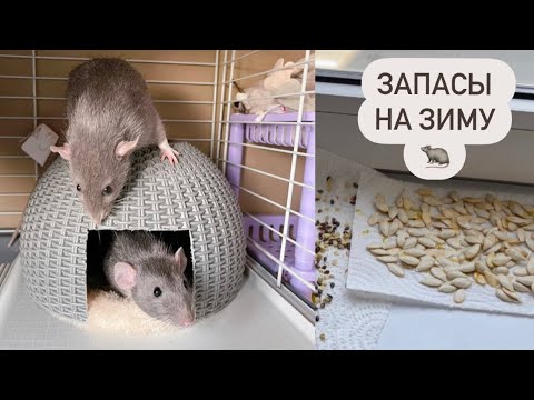 Видео: Заготовка для крыс на зиму | Покупки для крыс из Fix Price 🐀