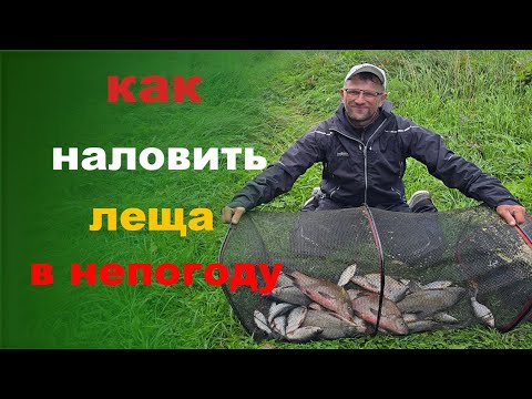 Видео: Как наловить леща в непогоду