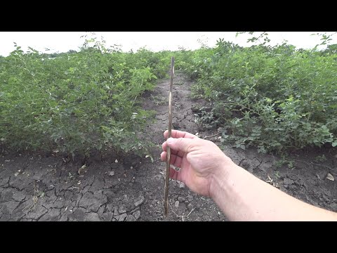 Видео: окулировать розы или черенковать!? что лучше?