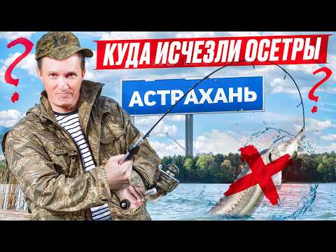 Видео: Я выяснил истинные причины исчезновения осетров из Волги и Каспия! Большое расследование! Рыбалка!