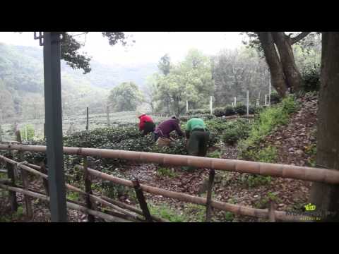 Видео: Путешествие в Ханчжоу Озеро Сиху и деревня Лунцзин. Чай Си Ху Лун Цзин