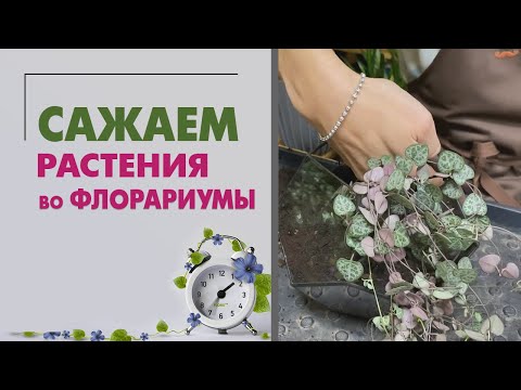 Видео: Сажаем флорариумы. Как правильно сажать растения во флорариумы. Принципы полива флорариумов