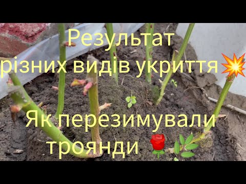 Видео: Як перезимували троянди під різними видами укриття 🌹🌿Ефект відра чи спрацював?