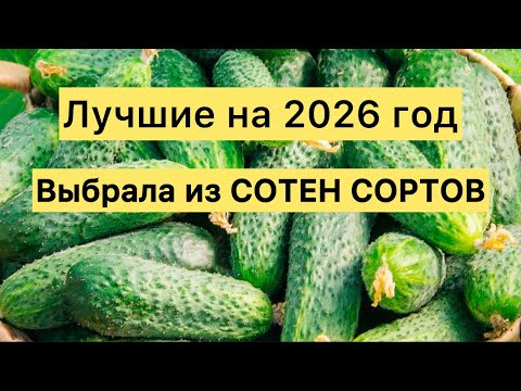 Видео: ЛУЧШИЕ ОГУРЦЫ на 2026 год, выбрала из сотен сортов, не болеют и УРОЖАЙ ВЕДРАМИ