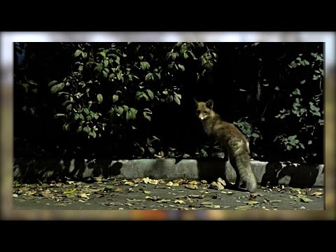 Видео: «Лиса вас не трогает? Вот и вы её не трогайте»