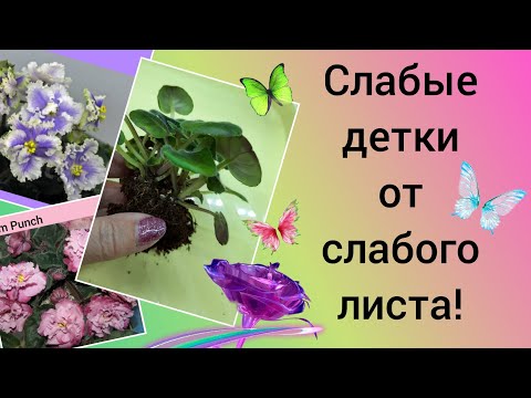 Видео: Фиалки! Рассаживаю слабые детки и сразу ставлю укореняться на фитильный полив!