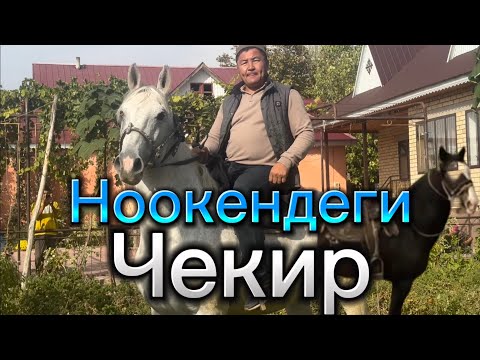 Видео: Ноокендеги Жаныш палбандын Атынын кулундары сатылат