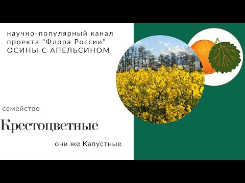 Видео: Крестоцветные: основные особенности