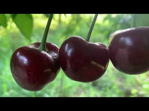 Видео: Кокон гилас  (черешня)