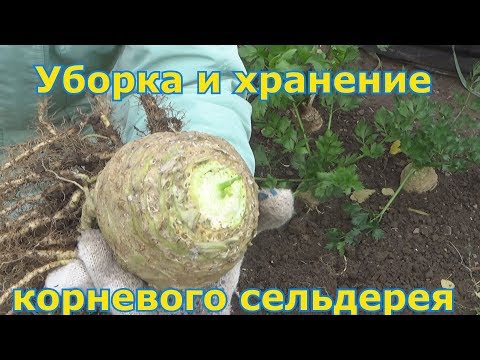 Видео: Когда и как убирать корневой сельдерей. Как сохранить урожай корневого сельдерея. Способы хранения.