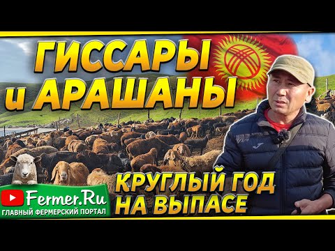 Видео: Вот это торг! Гиссары, Арашаны, Бурские козы. Овцы и бараны круглый год на пастбище