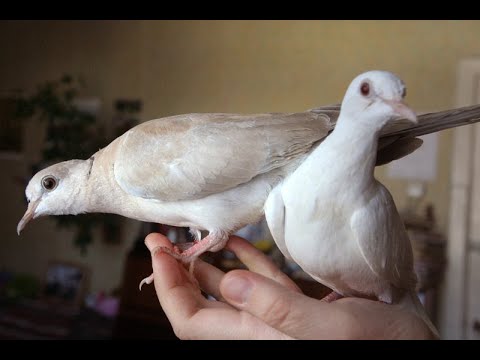 Видео: Гулии! Смеющиеся горлицы домашние (позитивчик!)