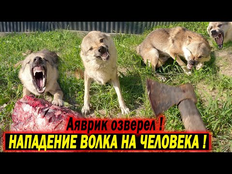Видео: НАПАДЕНИЕ ВОЛКА НА ХОЗЯИНА !!! ЧТО С ТАЛО С ДОМАШНИМ ВОЛКОМ ?? Я В ШОКЕ...