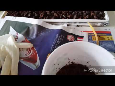 Видео: Орхидея Мильтониопсис(Miltoniopsis).Пересадка.