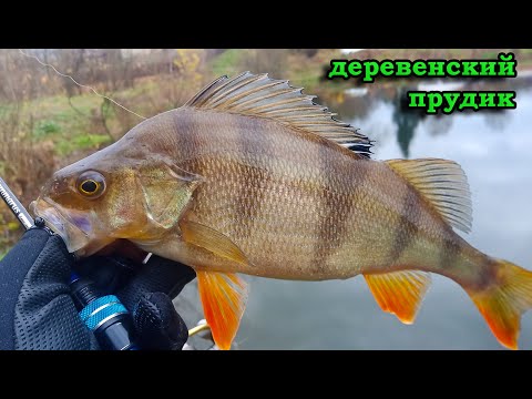 Видео: МОРМЫШИНГ. С ГАММАРУСОМ, НА ДЕРЕВЕНСКОМ ПРУДИКЕ.